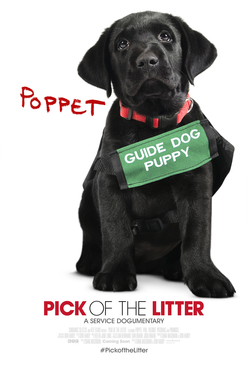Extra Large Movie Poster Image for Pick of the Litter (#5 of 7)