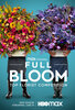 Full Bloom  Thumbnail